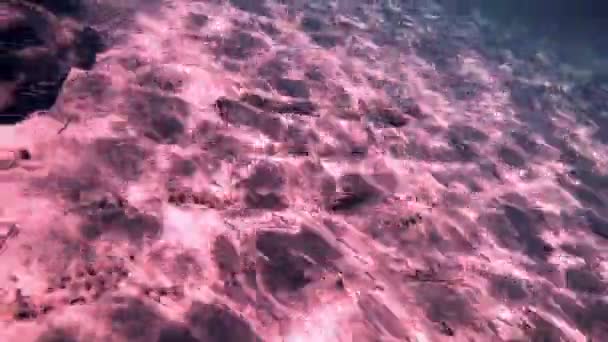 plongée sous-marine poissons sous-marins 4k 