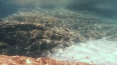 Tüplü Dalış sualtı balık 4k