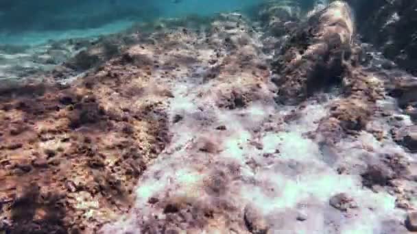 Potápění Pod Vodou Ryby — Stock video