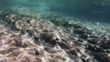 Tüplü Dalış sualtı balık 4k