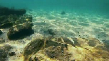 Tüplü Dalış sualtı balık 4k