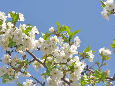 ağaç bahar çiçekleri