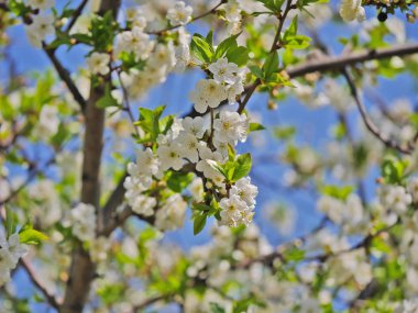ağaç bahar çiçekleri