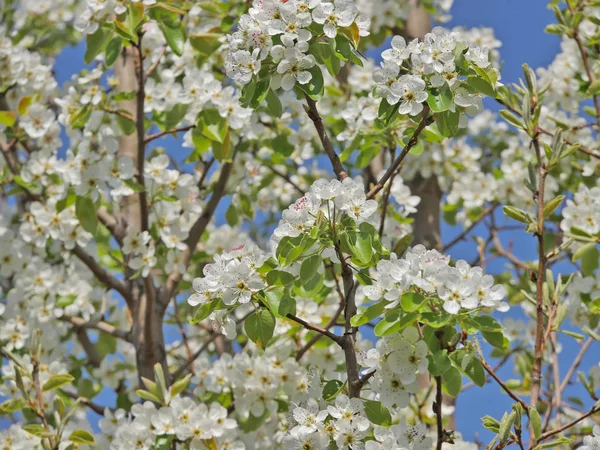 Flores Primavera Árvore — Fotografia de Stock