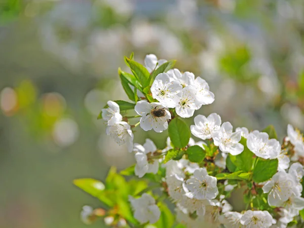 Frühlingsblumen Baum — Stockfoto