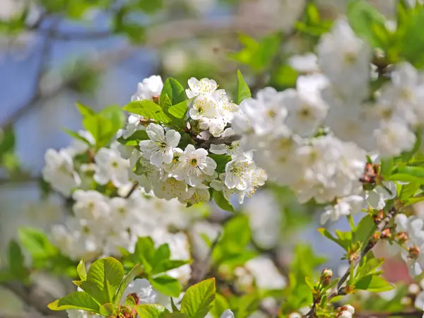 Tavaszi Virágok Fán — Stock Fotó