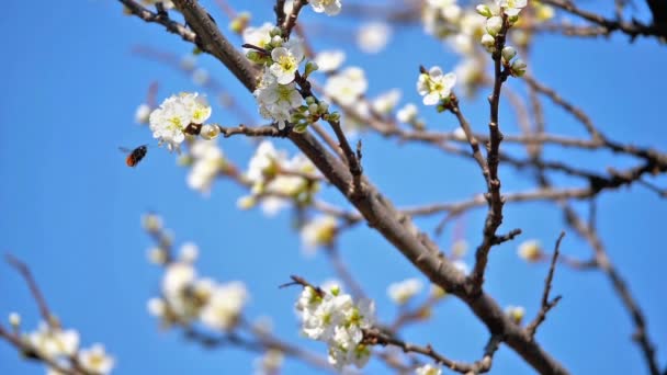 Flores Primavera Árvore Câmera Lenta — Vídeo de Stock