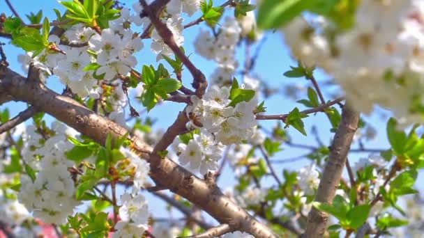 Vårblommor Trädet Slow Motion — Stockvideo