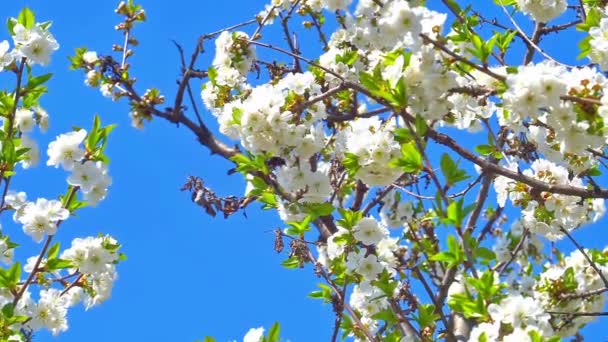 春天的花朵在树上慢动作 — 图库视频影像