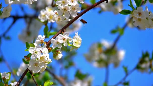 Flores Primavera Árvore Câmera Lenta — Vídeo de Stock