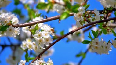 ağaç yavaş hareket bahar çiçekleri