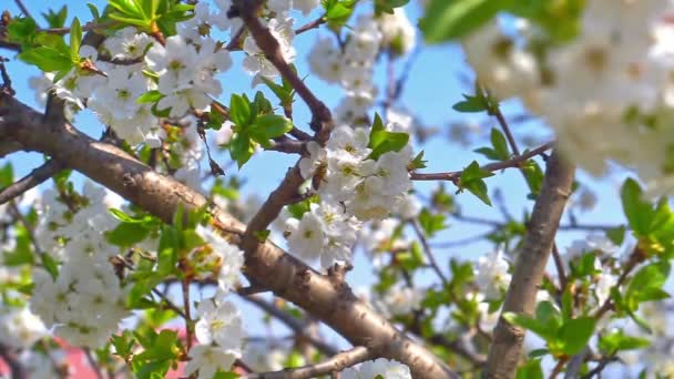 Fleurs Printanières Sur Arbre Ralenti — Video