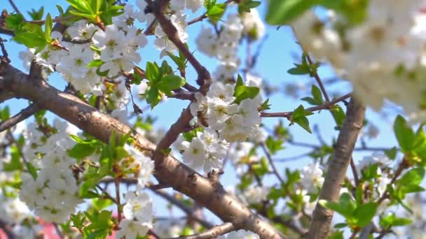 Vårblommor Trädet Slow Motion — Stockvideo