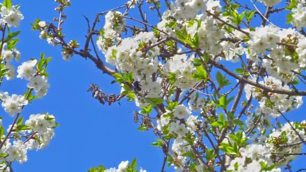 春天的花朵在树上慢动作 — 图库视频影像