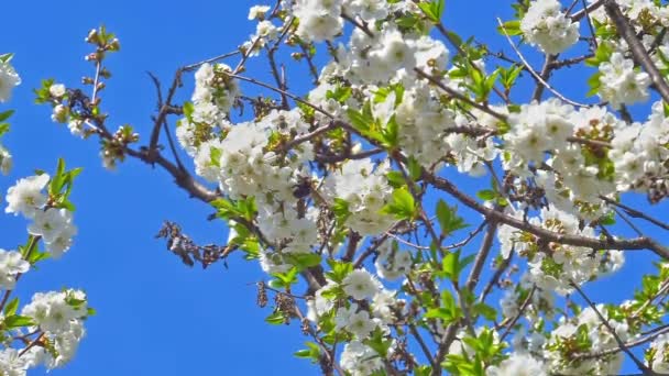 Jarní Květiny Stromě Pomalý Pohyb — Stock video