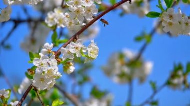 ağaç yavaş hareket bahar çiçekleri
