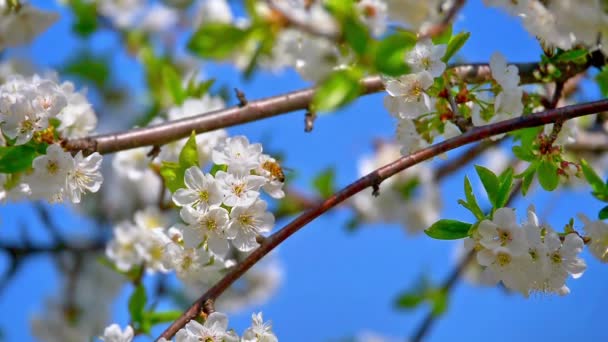 Весенние Цветы Дереве — стоковое видео