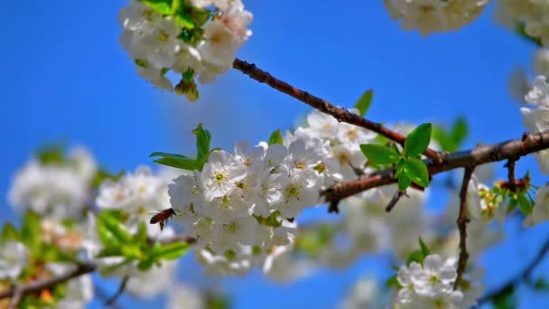 Vårblommor Trädet Slow Motion — Stockvideo