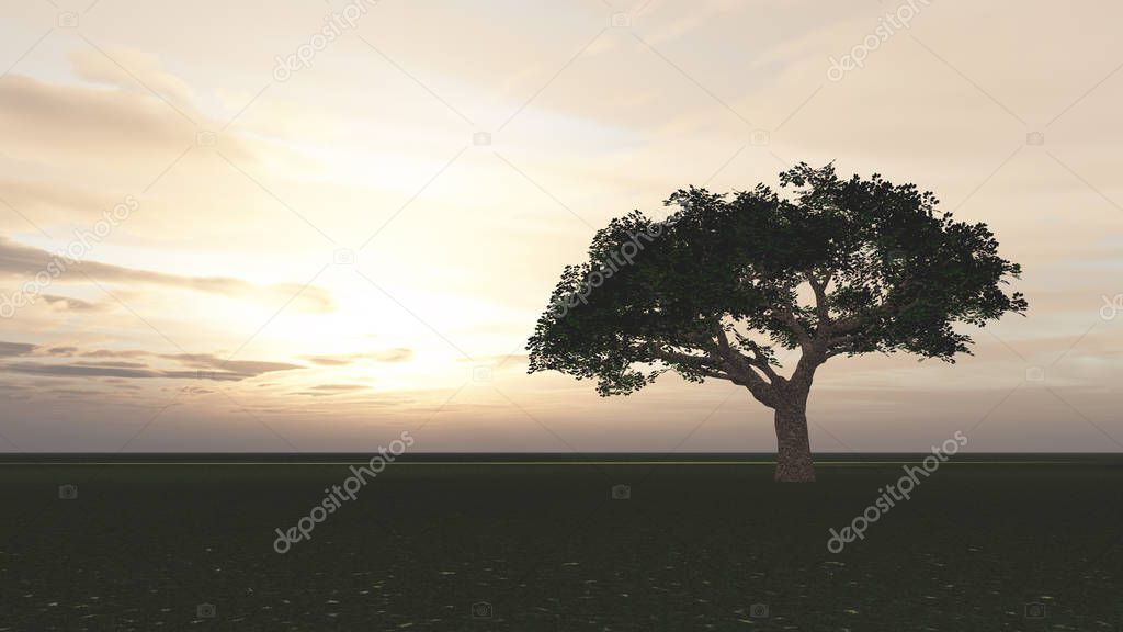 tree in the meadow sunset