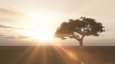 çayır günbatımında ağaç