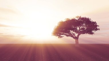 çayır günbatımında ağaç