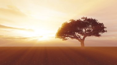 çayır günbatımında ağaç