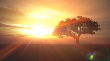 çayır günbatımında ağaç