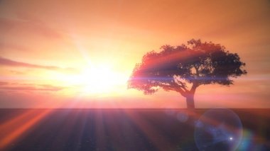 çayır günbatımında ağaç