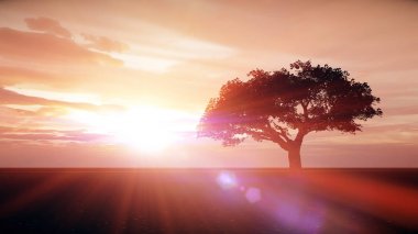 çayır günbatımında ağaç