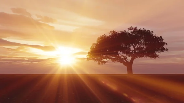 çayır günbatımında ağaç