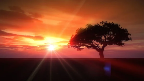 Strom Slunci Louce — Stock fotografie