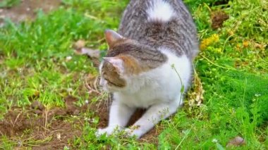 kedi bahçesinde oynar