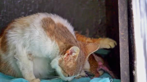 Kucing Menghangatkan Dan Melindungi Anak Kucing Kecil — Stok Video