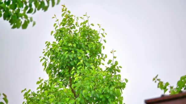 Tormenta Lluvia Árbol Cámara Lenta — Vídeo de stock