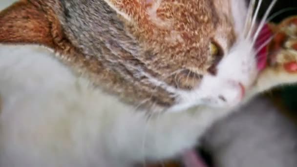 Cat Washes Licking His Paw Tongue — Stock Video