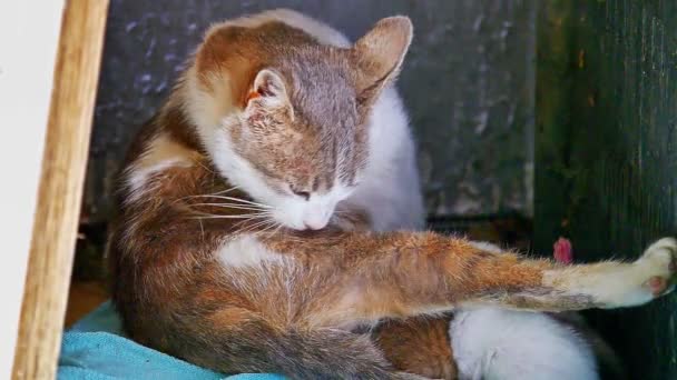 猫用舔他的爪子舌头 — 图库视频影像