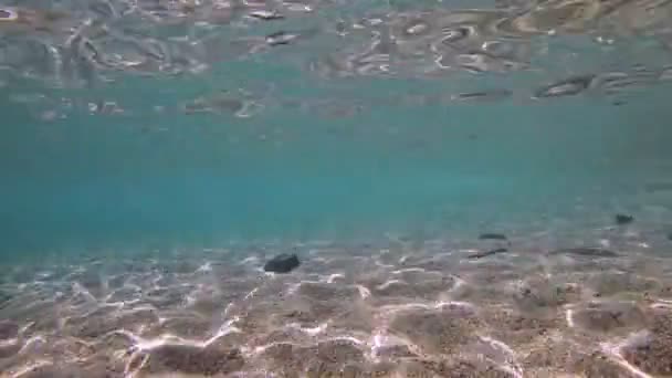 Buceo Bajo Agua Mar — Vídeo de stock