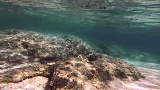 Καταδύσεις Υποβρύχια Στη Θάλασσα — Αρχείο Βίντεο
