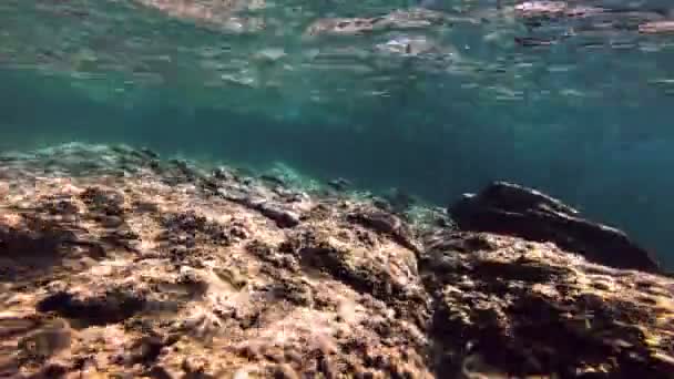 Plongée Sous Marine Mer — Video