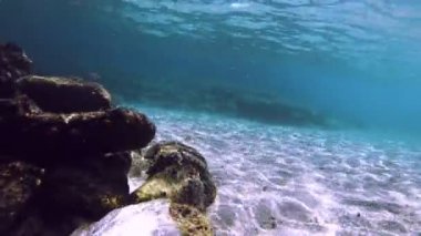 Tüplü Dalış sualtı balık 4k