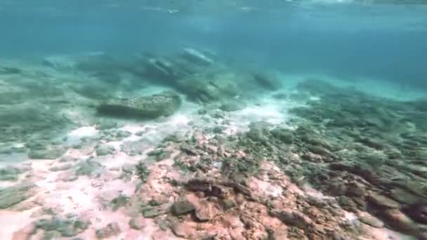 Καταδύσεις Υποβρύχια Στη Θάλασσα — Αρχείο Βίντεο