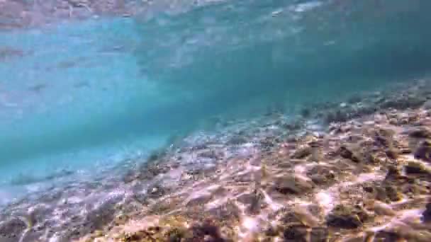 Tauchen Unterwasserfische — Stockvideo