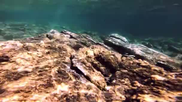 Buceo Submarino Peces — Vídeo de stock