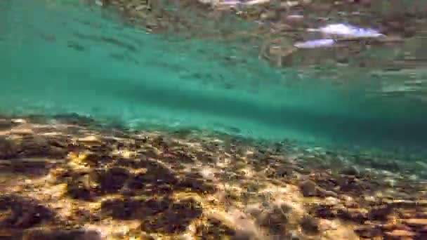 Buceo Submarino Peces — Vídeos de Stock