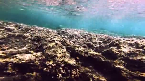 Tüplü Dalış Sualtı Balık — Stok video