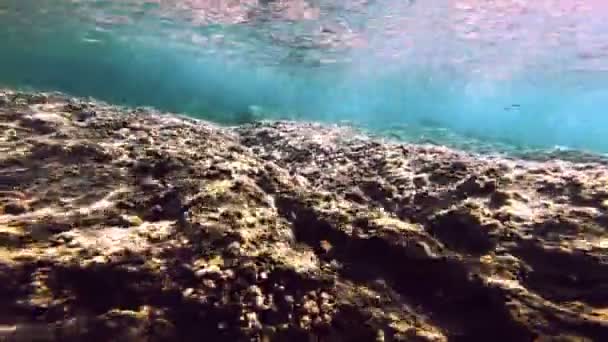 Plongée Sous Marine Poissons Sous Marins — Video