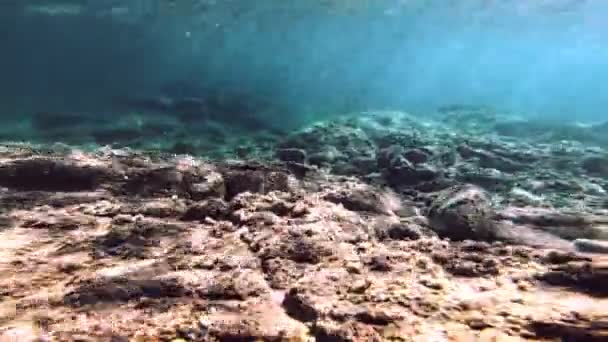 Tauchen Unterwasserfische — Stockvideo