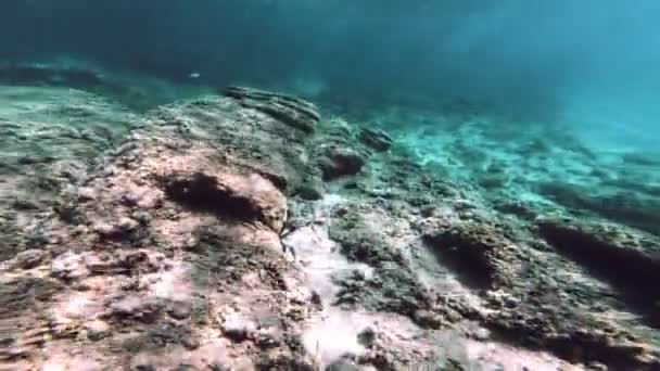 Plongée Sous Marine Poissons Sous Marins — Video
