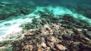 Tüplü Dalış sualtı balık 4k