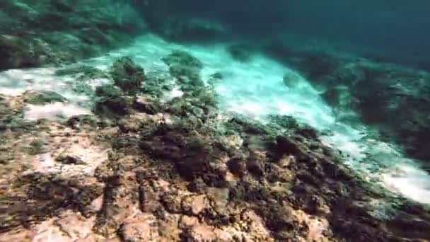 スキューバ ダイビング水中魚 — ストック動画